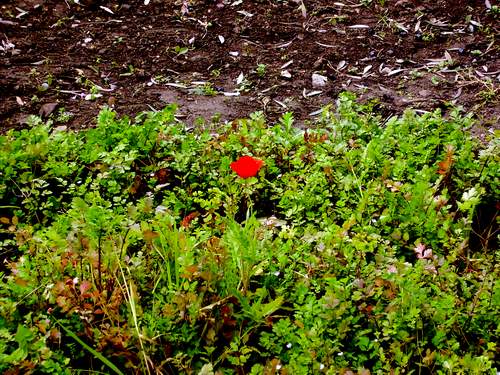 [papopila_efeitos.JPG]