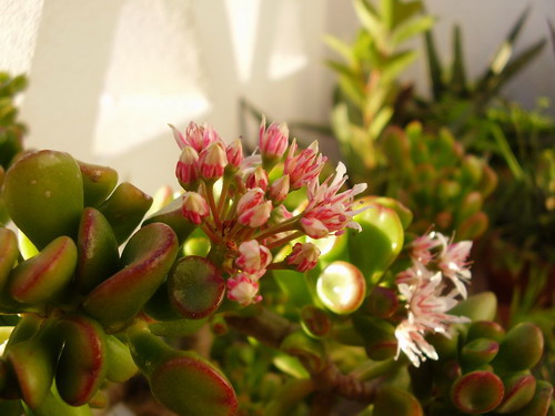 [crassula_peq.jpg]