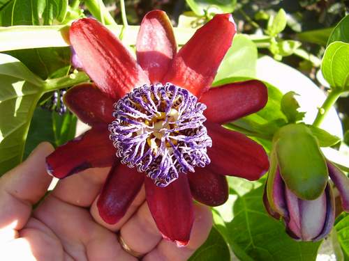 [P_quadragunlaris1.JPG]