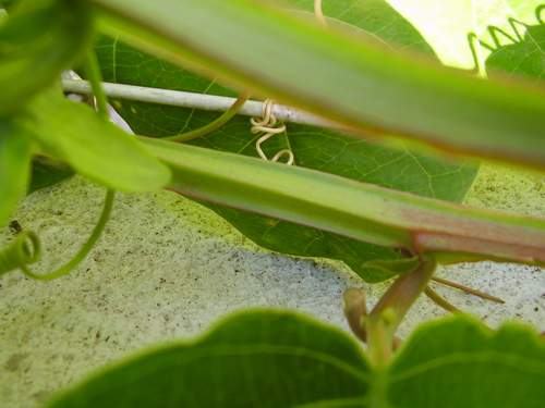 [P_quadrangularis_tronco.JPG]