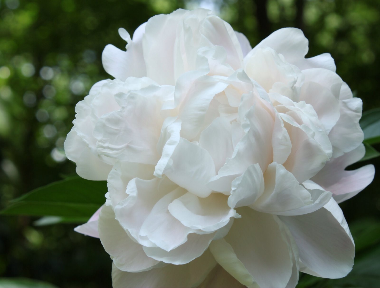 ''White Peony'' Beautiful flowers, Peonies garden, White peonies