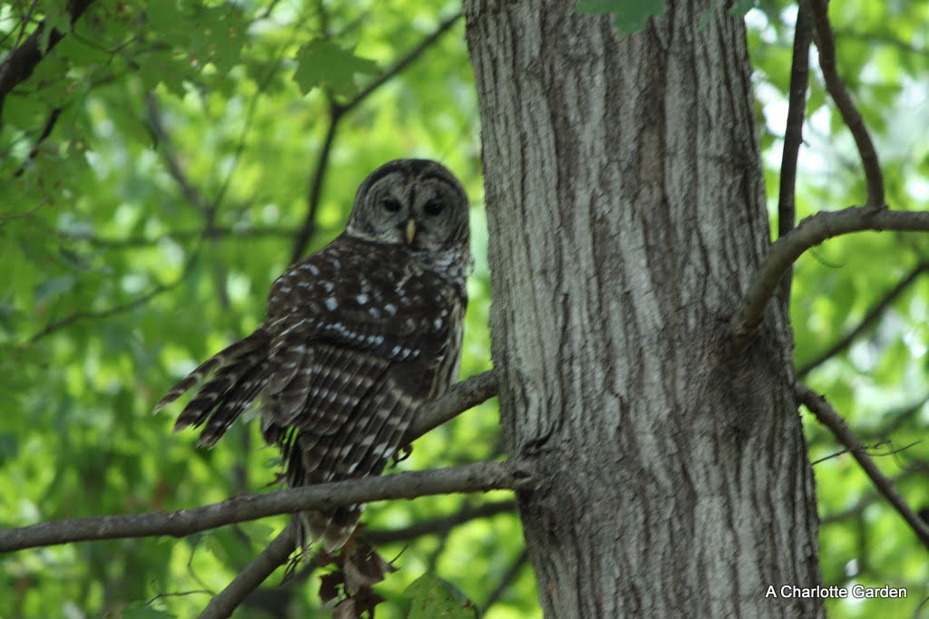A Charlotte Garden Backyard Owl