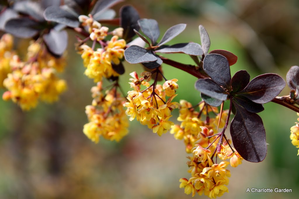 Future Plants By Randy Stewart Barberry