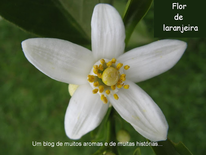 Flor de Laranjeira