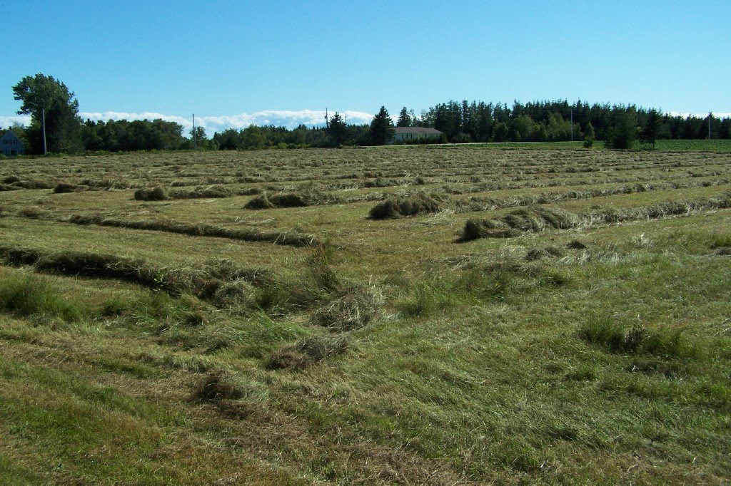 hay windrows