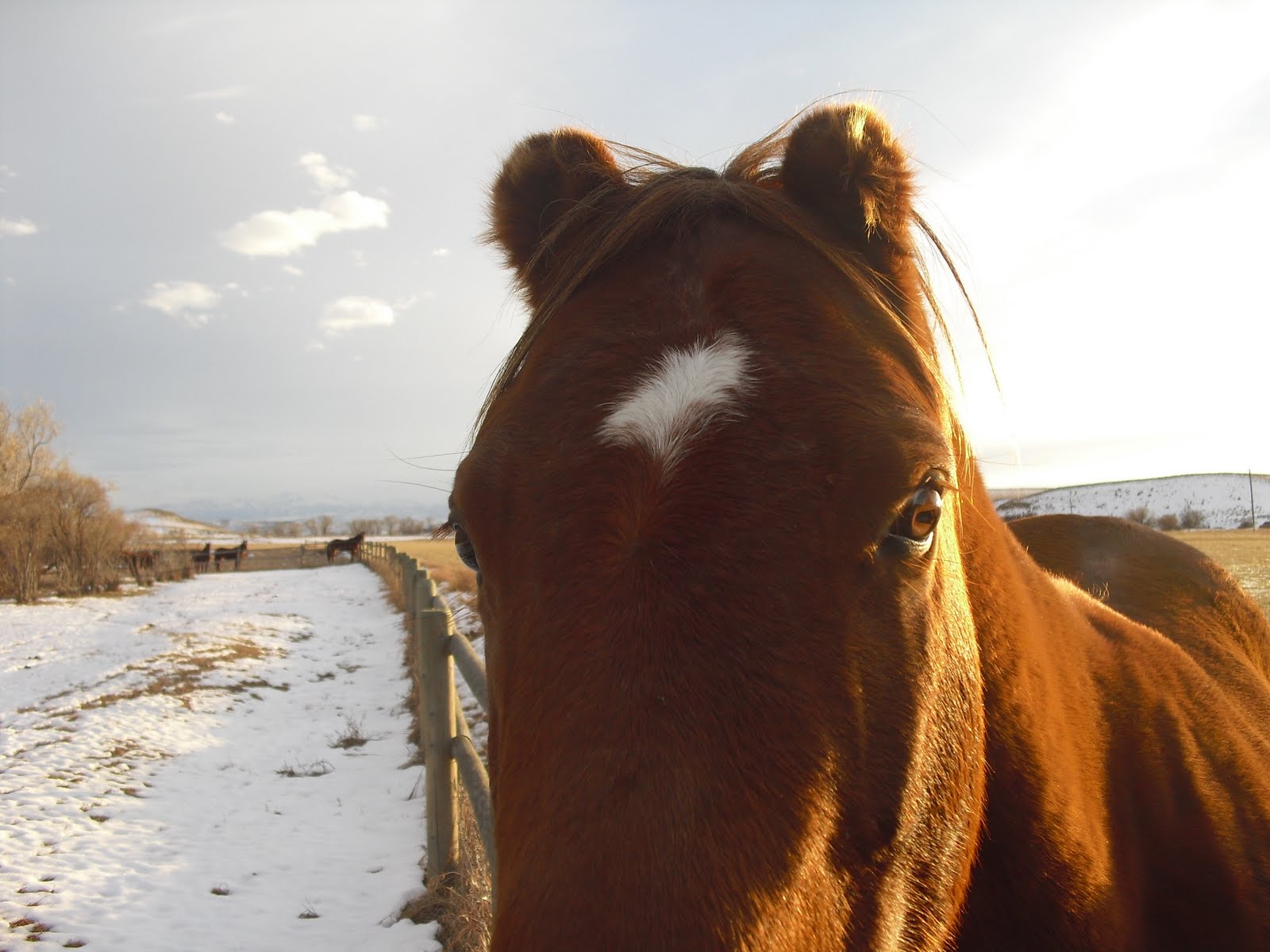 Fur Trail Accuracy and Availability