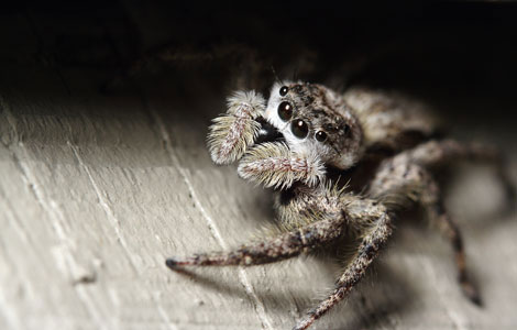 [phobias-spider-lg.jpg]