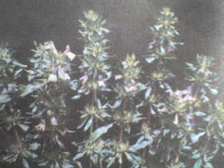 DSC00010.JPG