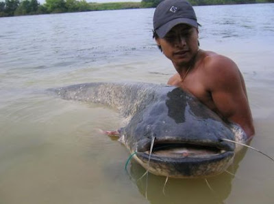 Gambar Ikan Gergasi