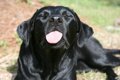 dog_tongue.jpg