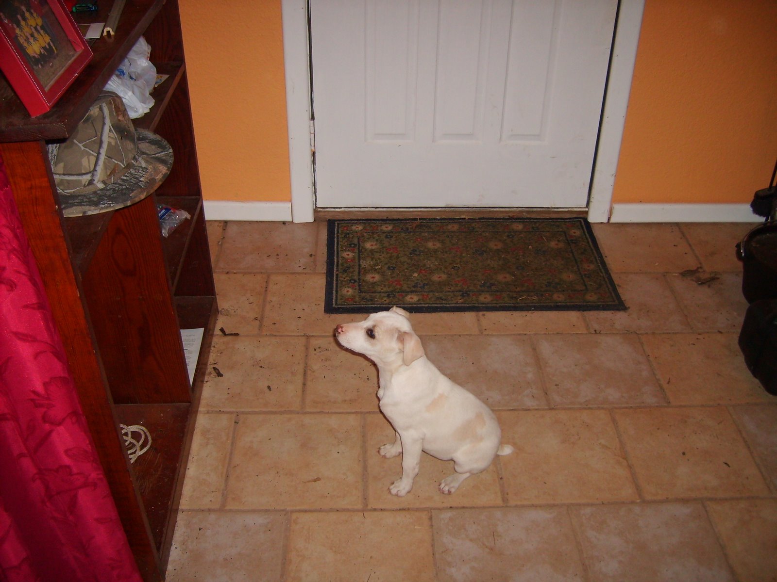 [Rosco+barkinat+squirrel+tailg.JPG]