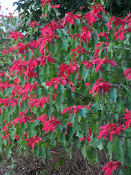 Poinsettias