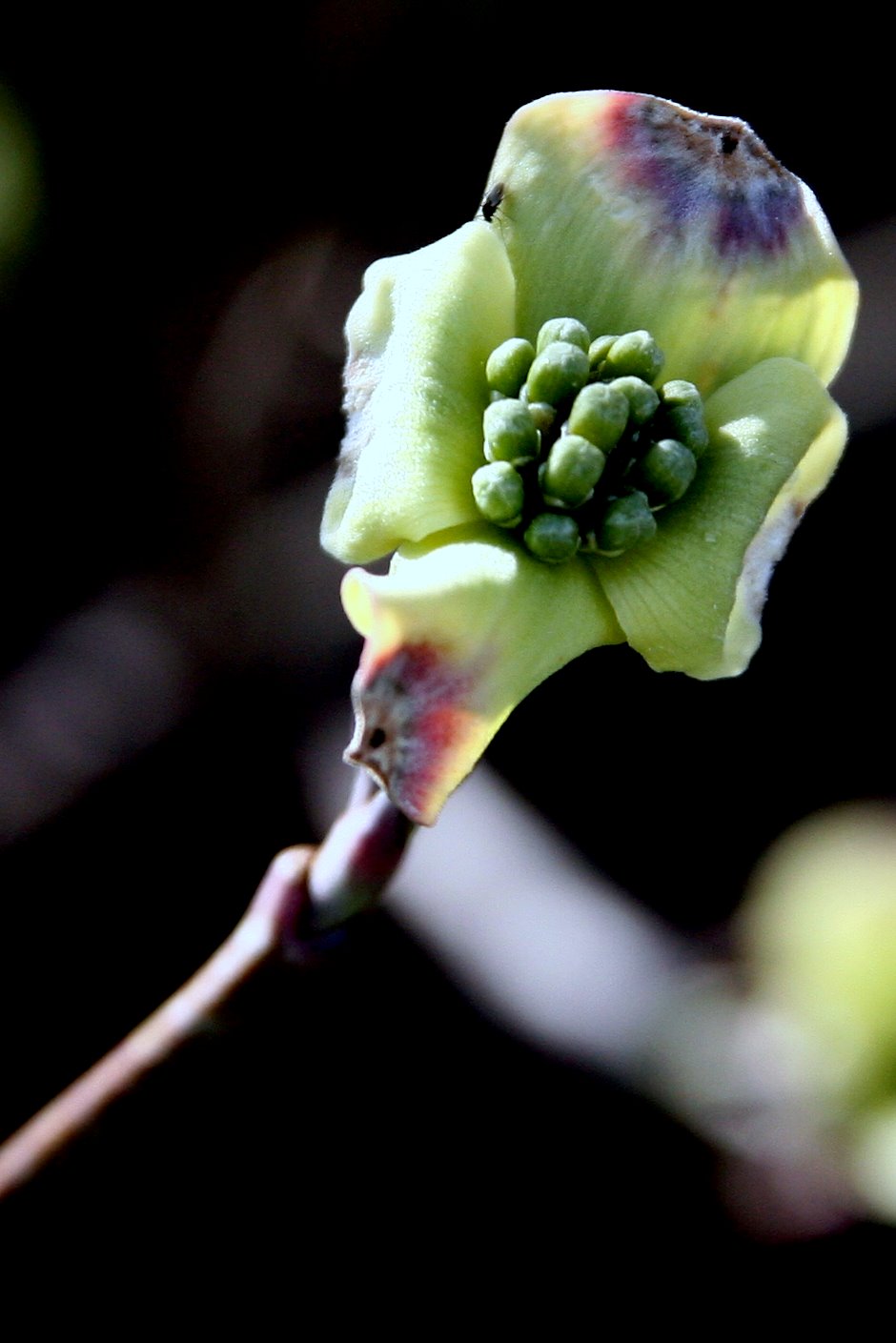 Dogwood+tree+blossoms