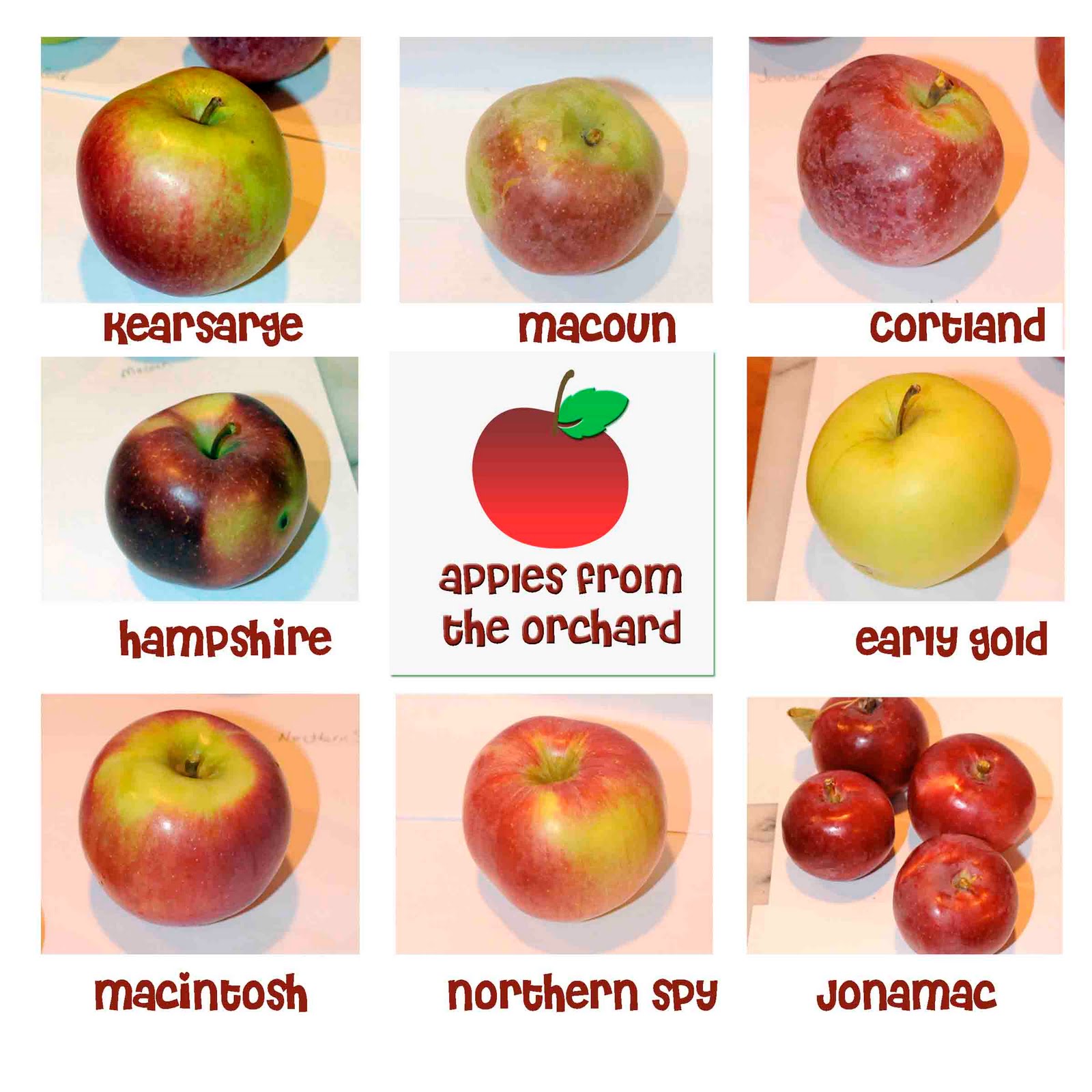 Different Kinds Of Apples Chart