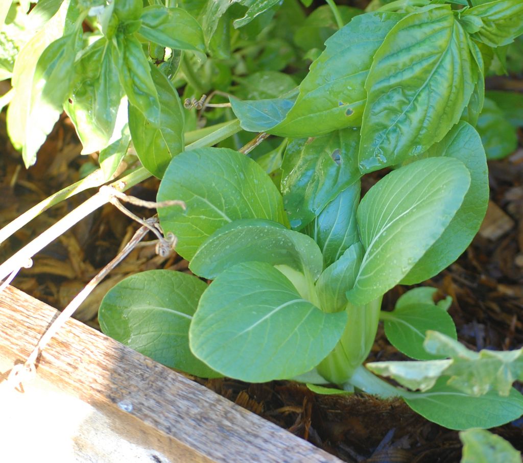 Pak Choi