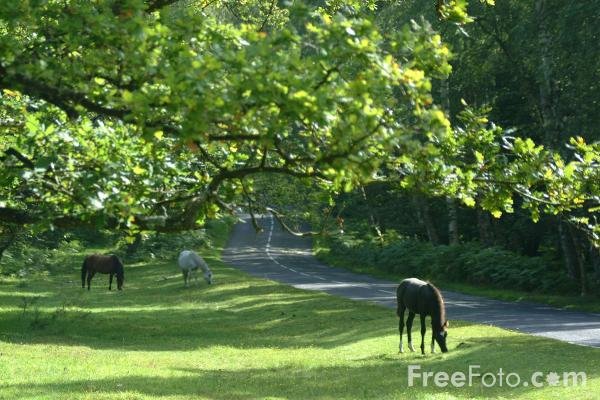 [15_37_2---New-Forest_web.jpg]