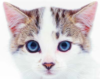 new blue eyes cat - cute cat names,blue cat names eyes,cats names new,new blue cats,cute blue cats,cat blue eyes