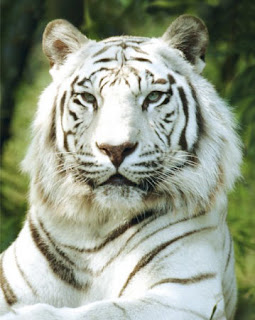 wild cats,Big Cats, White Cats,  Warrior Cats, Exotic big cats for sale - Wild Cats