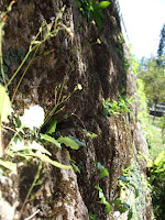 Yara Castle wall