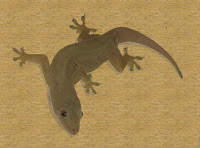 Our geckos