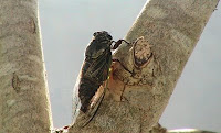 Large cicada (semi) in my backyard tree