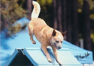 Jackaroo on the A-Frame