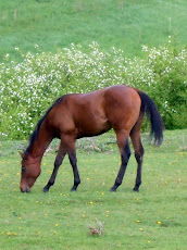 De Merveilleux Chevaux