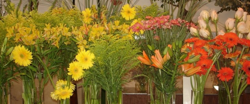 ALEGRIAS, CORES e PERFUME DE FLORES também fazem parte da GRANJA VIANA !