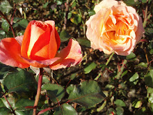 Regent's Park Roses