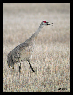 Sandhill Crane, Anne Cook