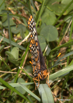 Baltimore Checkerspot
