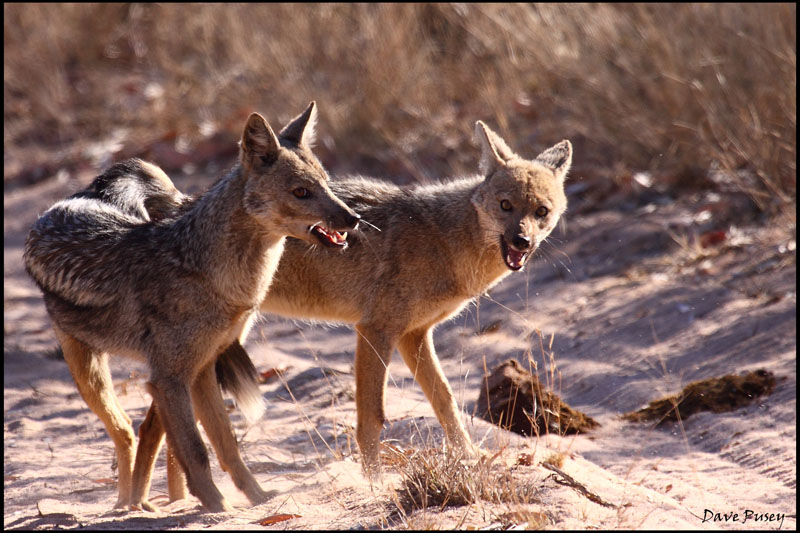jackal mating
