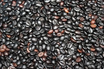 luwak c o f f e e k o p i luwak civet coffee jual luwak c o f f e e k o p i luwak civet coffee jual