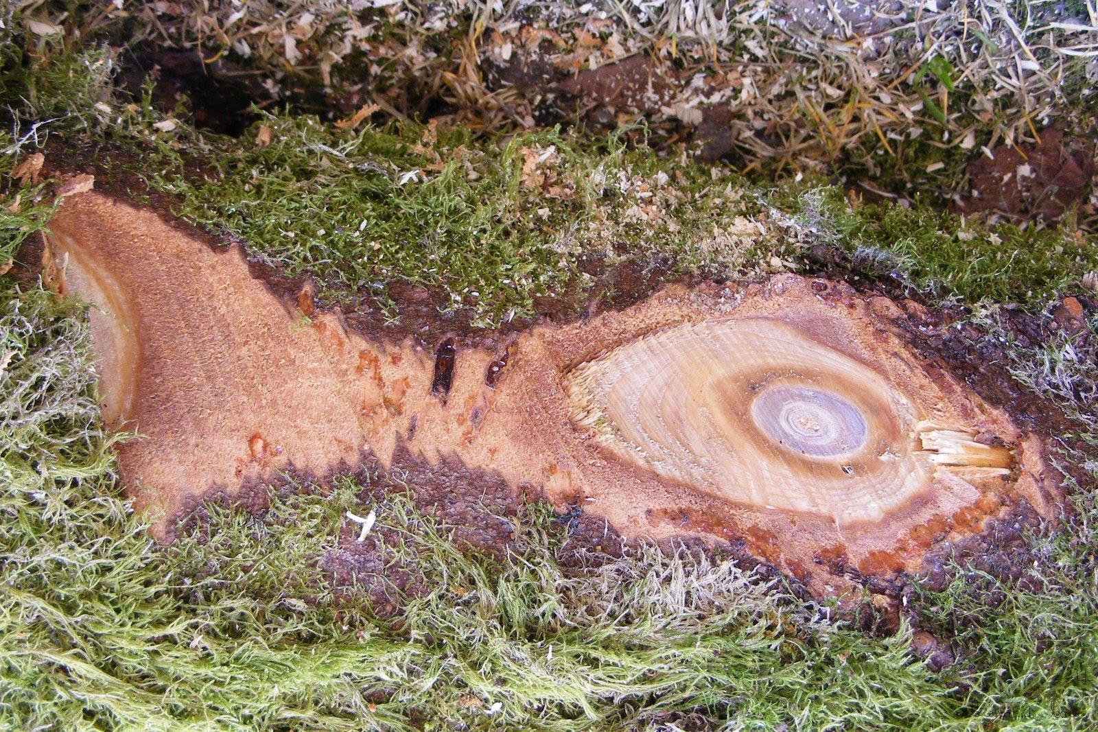 [Poisson+de+bois.JPG]