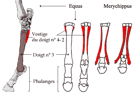 cheval-pattes