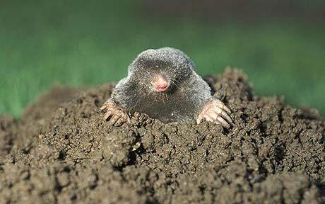 moles and roles Define mole: a pigmented spot, mark, or small permanent protuberance on the human body especially : nevus — mole in a sentence. moles and roles Define mole: a pigmented spot, mark, or small permanent protuberance on the human body especially : nevus — mole in a sentence.
