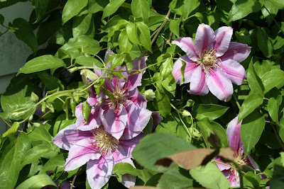 The Carnaby Clematis blooms at