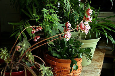 star begonia