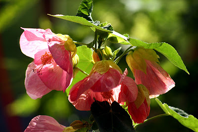 Abutilon Red Monarch