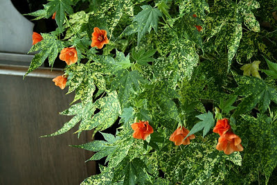 Abutilon Orange