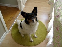 Japanskspets/jackrussel/papillon