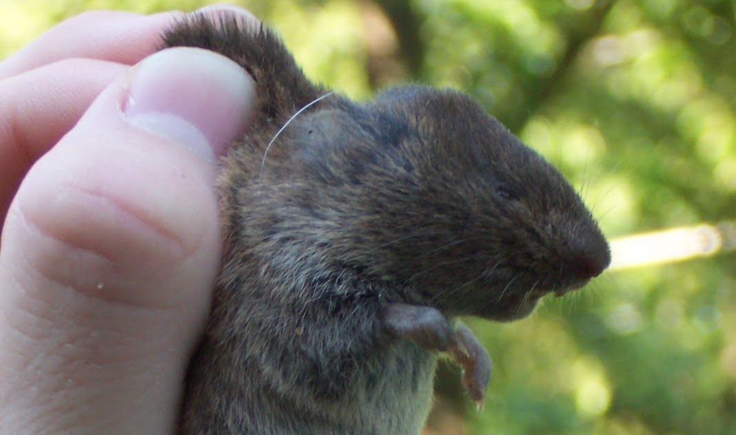 In the Garden: Do You Really Want to See What a Vole Looks Like?
