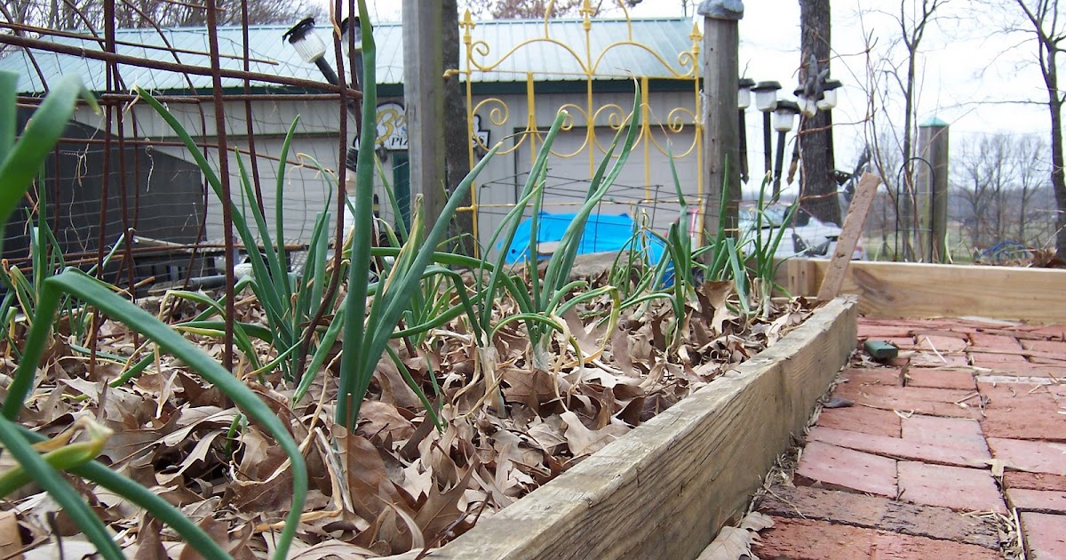 In the Garden: Vegetable Garden Update-March 09