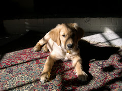 Wyatt, Sun Bathing