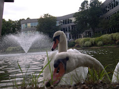 Curious Swans