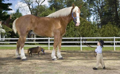 Smallest-and-tallest-living-horses-600x371.jpg