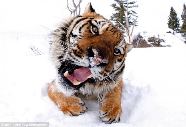 funny wildlife