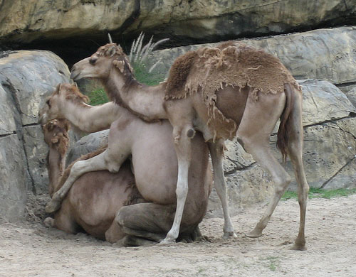 [animal-threesomes-01.jpg]