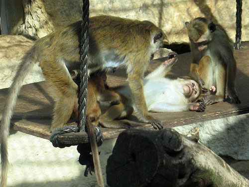 [animal-threesomes-04.jpg]