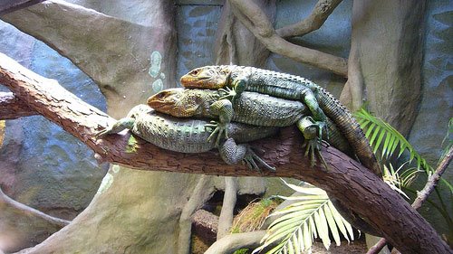 [animal-threesomes-07.jpg]